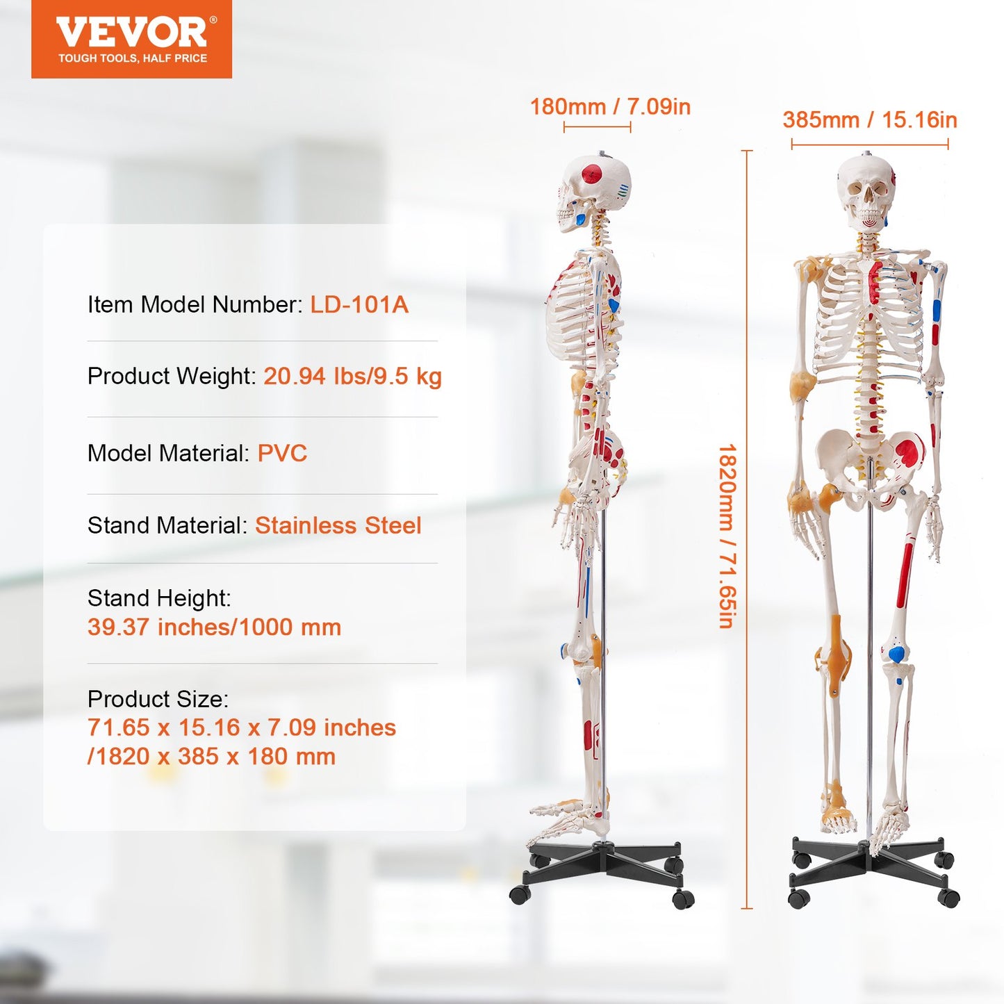 Mänskligt skelettmodell för anatomi, 71,65" naturlig storlek, exakt PVC-anatomisk skelettmodell med ligament, rörliga armar, ben och käke, med muskelursprung och insättningspunkter, för professionell undervisning