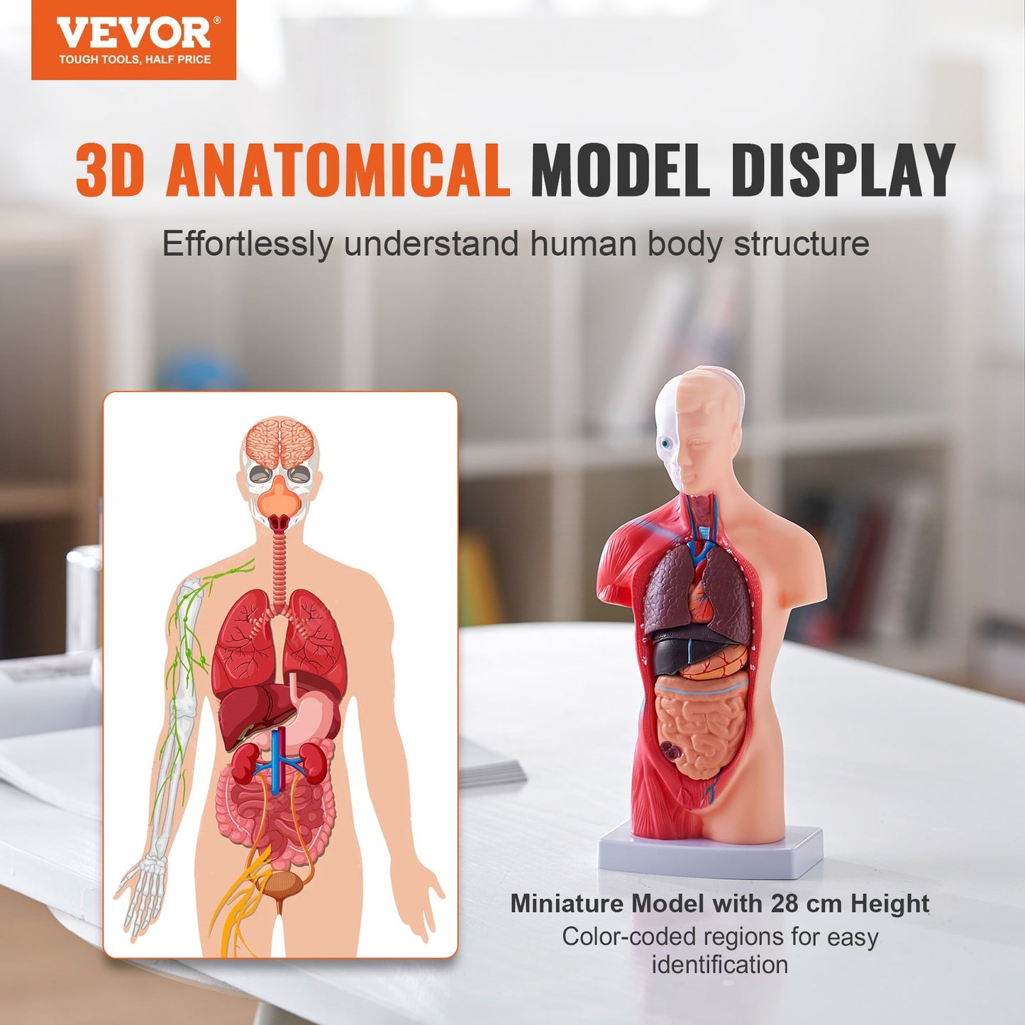 Menschliches Körpermodell, 15 Teile 11 Zoll, Anatomiemodell des menschlichen Torsos, Anatomisches Skelettmodell mit abnehmbaren Organen, pädagogisches Lehrmittel für Schüler, naturwissenschaftliches Lernen, Schulbildungsanzeige
