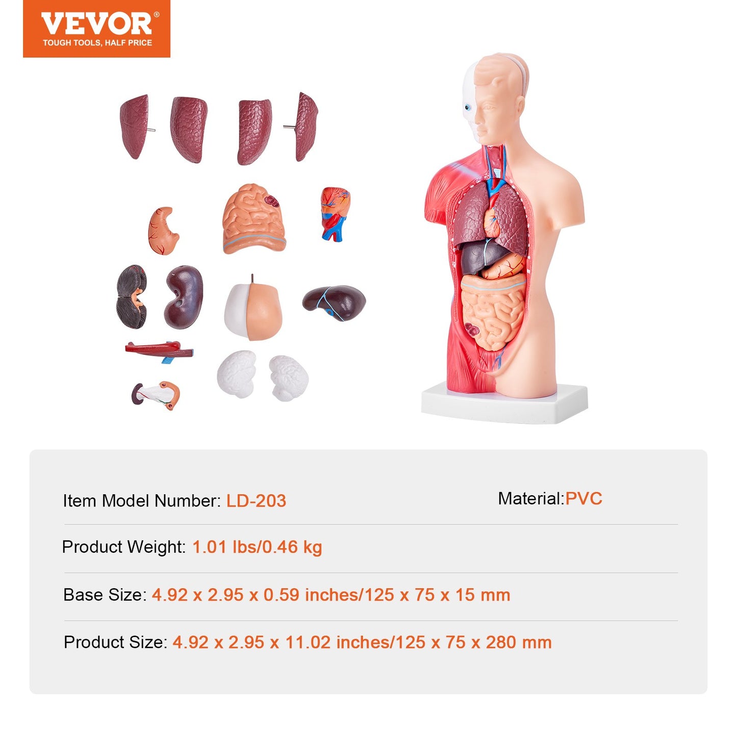 Menschliches Körpermodell, 15 Teile 11 Zoll, Anatomiemodell des menschlichen Torsos, Anatomisches Skelettmodell mit abnehmbaren Organen, pädagogisches Lehrmittel für Schüler, naturwissenschaftliches Lernen, Schulbildungsanzeige
