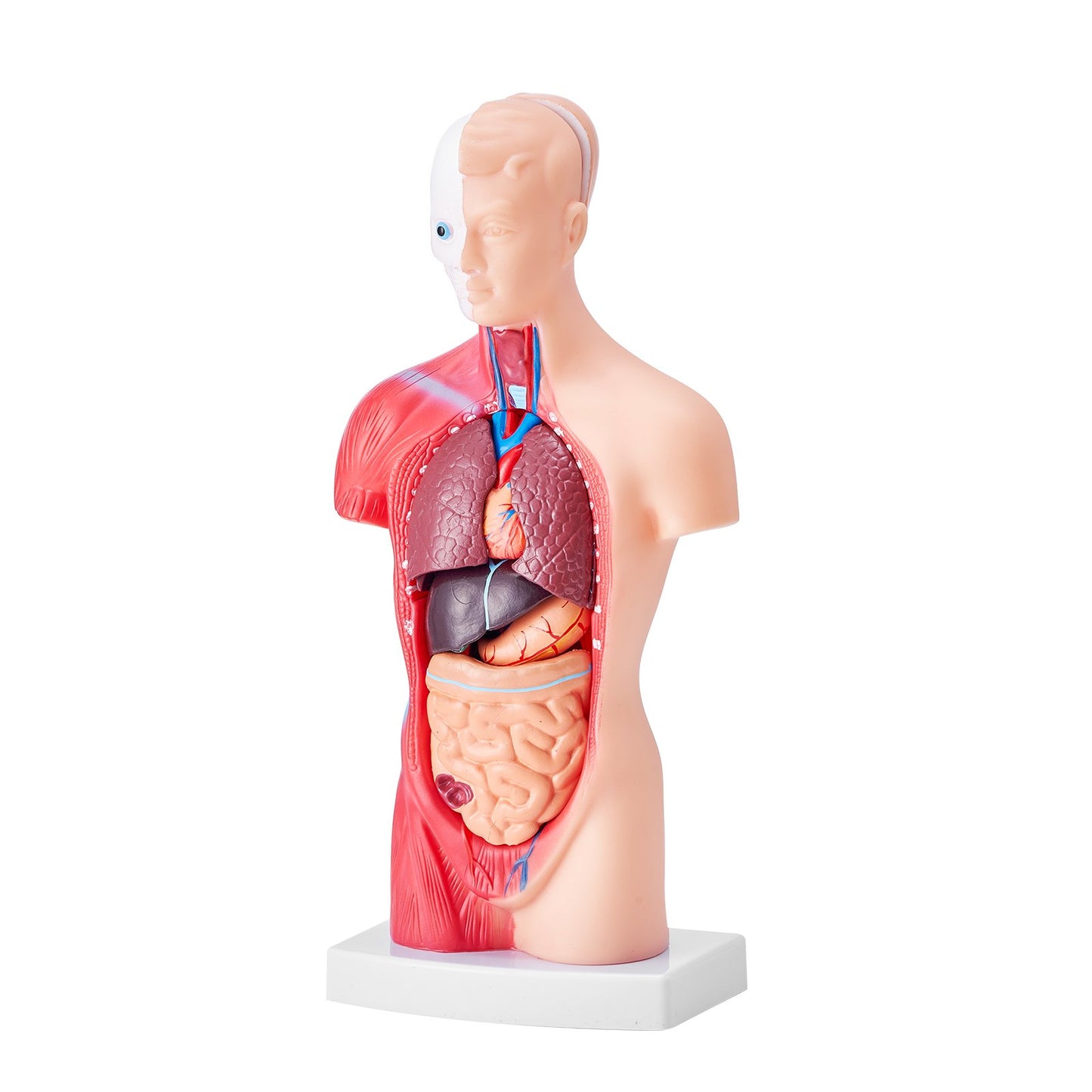 Menschliches Körpermodell, 15 Teile 11 Zoll, Anatomiemodell des menschlichen Torsos, Anatomisches Skelettmodell mit abnehmbaren Organen, pädagogisches Lehrmittel für Schüler, naturwissenschaftliches Lernen, Schulbildungsanzeige