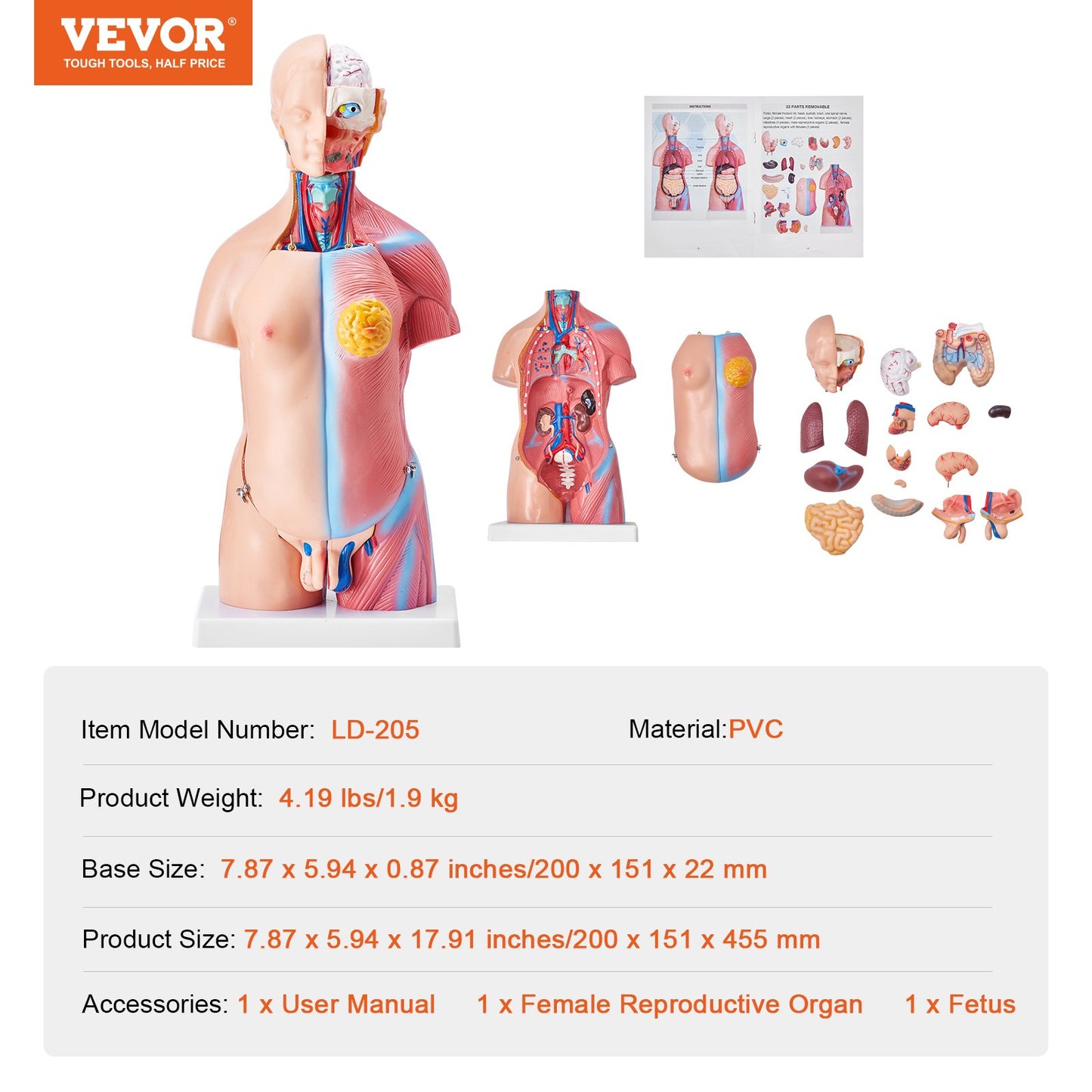 Menschliches Körpermodell, 23 Teile 18 Zoll, Anatomiemodell des menschlichen Torsos, Unisex-Anatomisches Skelettmodell mit abnehmbaren Organen, pädagogische Lehrhilfe für Schüler, naturwissenschaftliches Lernen, Bildungsanzeige