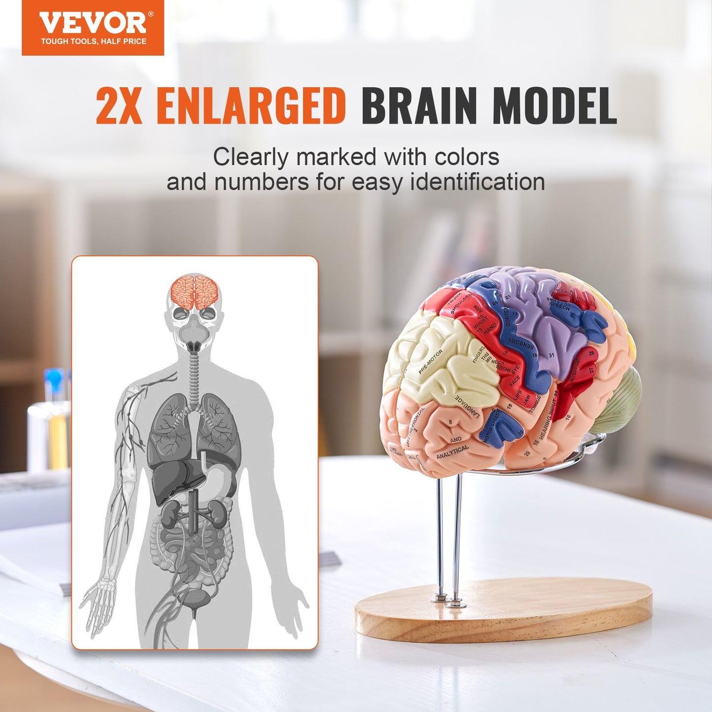 Human Brain Model Anatomy, 2X naturlig storlek 4-delad Human Brain Anatomical Model med etiketter och displaybas, färgkodad löstagbar hjärnmodell för naturvetenskaplig forskning Undervisning Lärande Study Display