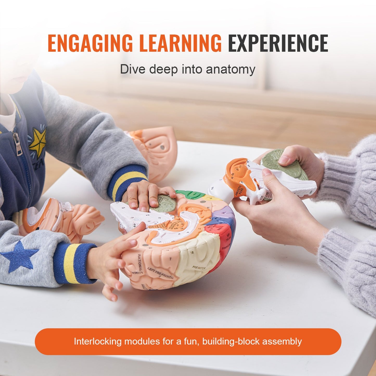 Human Brain Model Anatomy, 2X naturlig storlek 4-delad Human Brain Anatomical Model med etiketter och displaybas, färgkodad löstagbar hjärnmodell för naturvetenskaplig forskning Undervisning Lärande Study Display