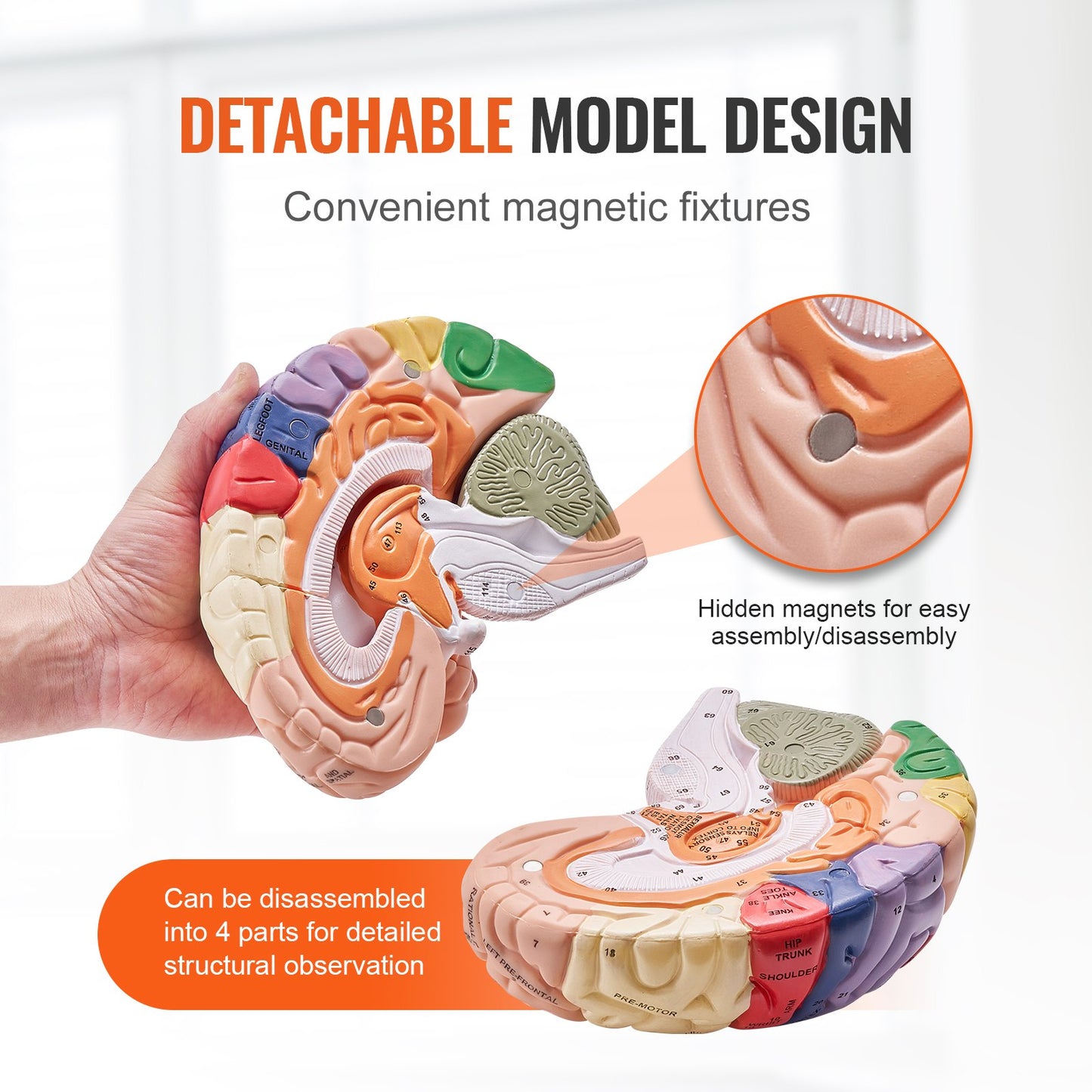 Human Brain Model Anatomy, 2X naturlig storlek 4-delad Human Brain Anatomical Model med etiketter och displaybas, färgkodad löstagbar hjärnmodell för naturvetenskaplig forskning Undervisning Lärande Study Display