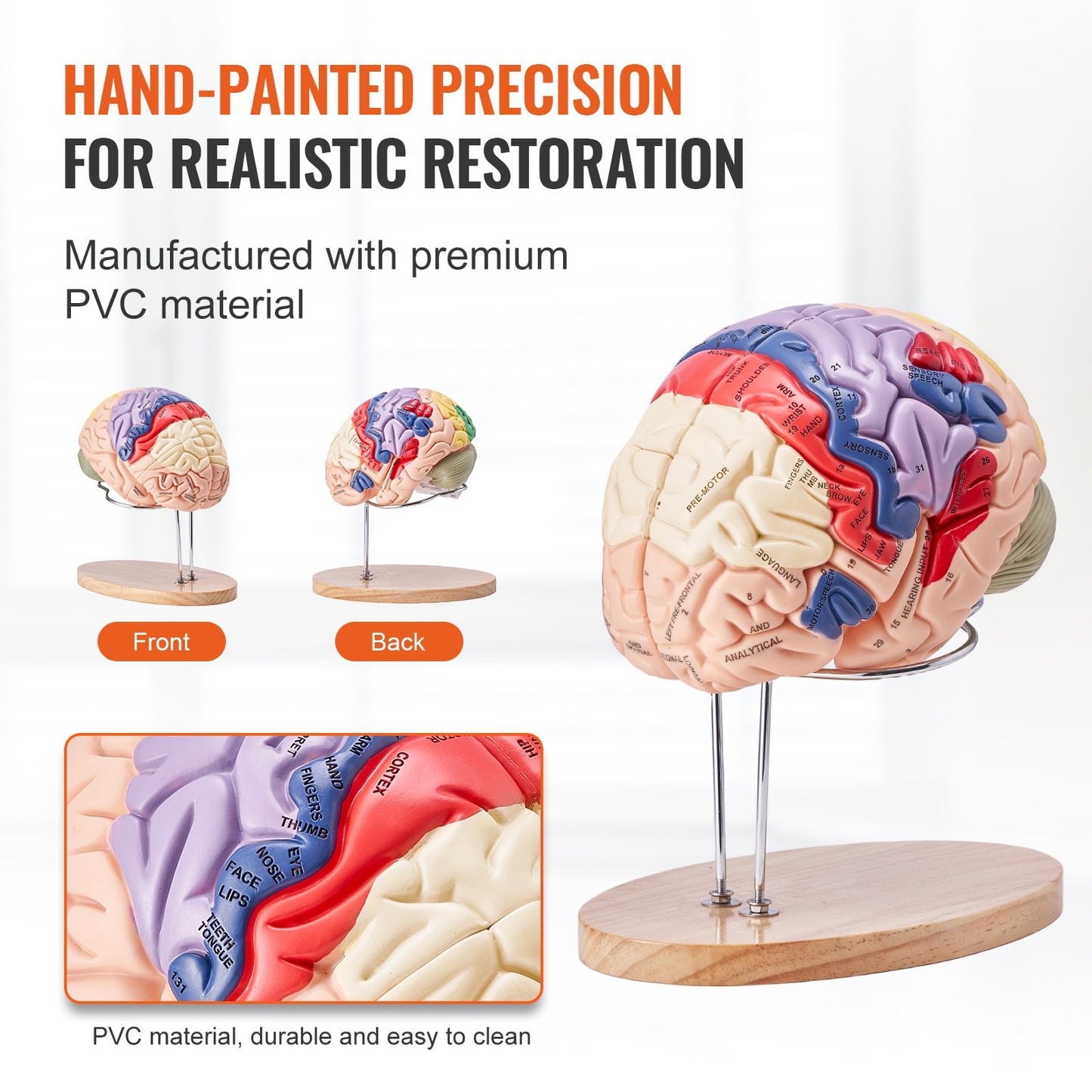 Human Brain Model Anatomy, 2X naturlig storlek 4-delad Human Brain Anatomical Model med etiketter och displaybas, färgkodad löstagbar hjärnmodell för naturvetenskaplig forskning Undervisning Lärande Study Display