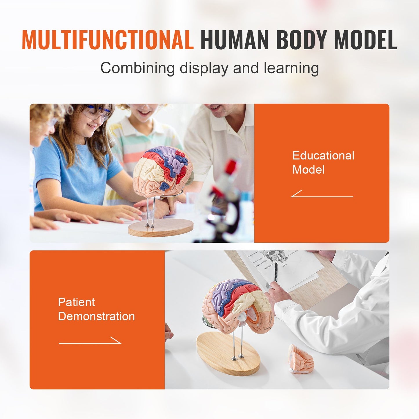Human Brain Model Anatomy, 2X naturlig storlek 4-delad Human Brain Anatomical Model med etiketter och displaybas, färgkodad löstagbar hjärnmodell för naturvetenskaplig forskning Undervisning Lärande Study Display