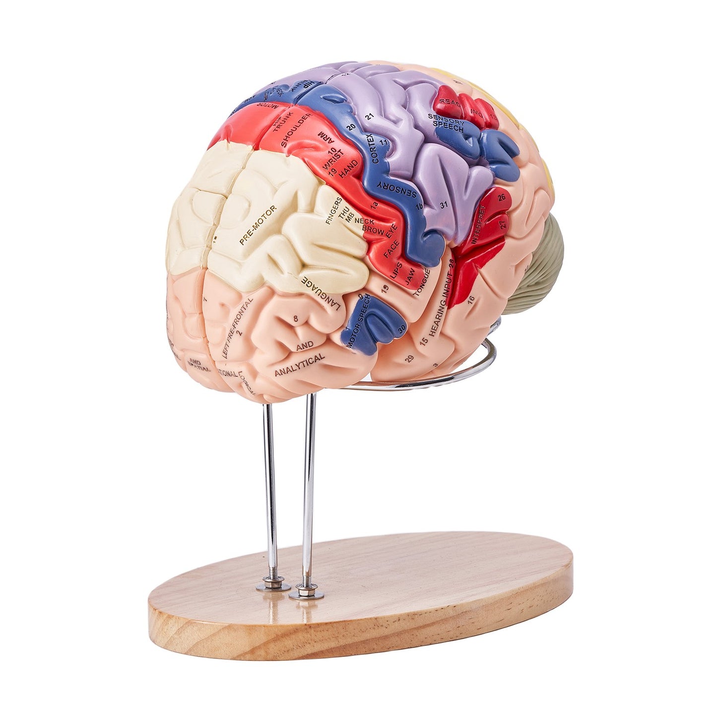 Human Brain Model Anatomy, 2X naturlig storlek 4-delad Human Brain Anatomical Model med etiketter och displaybas, färgkodad löstagbar hjärnmodell för naturvetenskaplig forskning Undervisning Lärande Study Display
