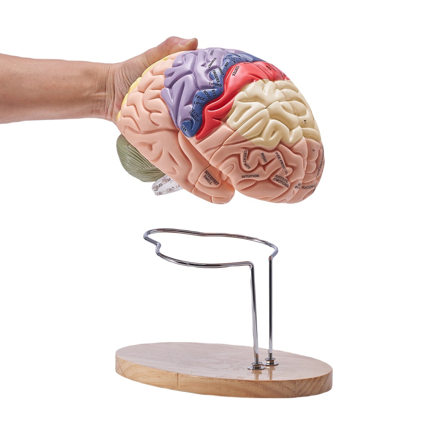 Human Brain Model Anatomy, 2X naturlig storlek 4-delad Human Brain Anatomical Model med etiketter och displaybas, färgkodad löstagbar hjärnmodell för naturvetenskaplig forskning Undervisning Lärande Study Display