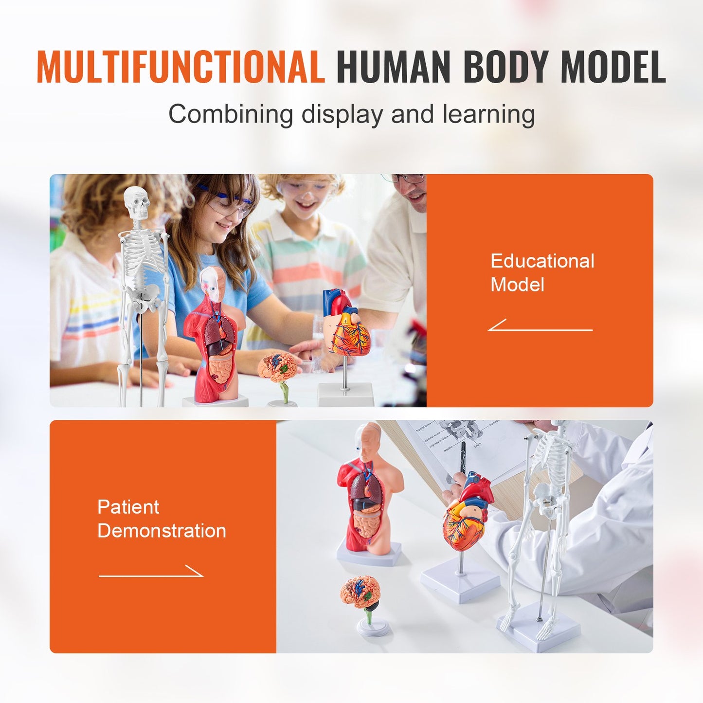 Human Anatomy Models Bundle Set, Brain, Human Torso Body, Heart, Skelett Model Set of 4, Hands-on 3D Model Study Tools Undervisningsmodeller för fysiologistudenter eller som utbildningssats för barn