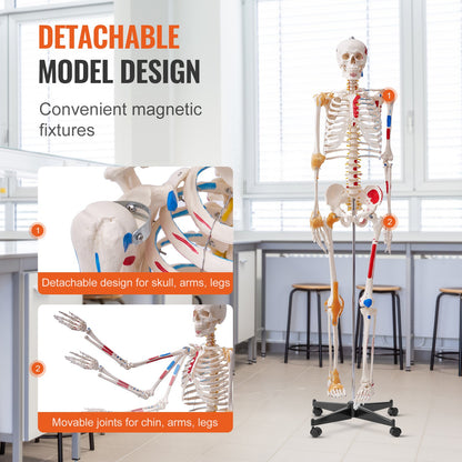 Mänskligt skelettmodell för anatomi, 71,65" naturlig storlek, exakt PVC-anatomisk skelettmodell med ligament, rörliga armar, ben och käke, med muskelursprung och insättningspunkter, för professionell undervisning