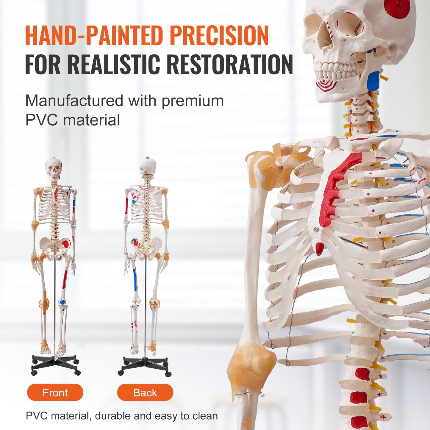Mänskligt skelettmodell för anatomi, 71,65" naturlig storlek, exakt PVC-anatomisk skelettmodell med ligament, rörliga armar, ben och käke, med muskelursprung och insättningspunkter, för professionell undervisning