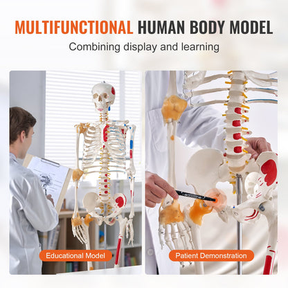 Mänskligt skelettmodell för anatomi, 71,65" naturlig storlek, exakt PVC-anatomisk skelettmodell med ligament, rörliga armar, ben och käke, med muskelursprung och insättningspunkter, för professionell undervisning