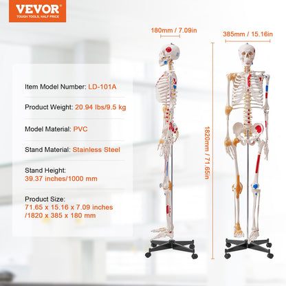 Mänskligt skelettmodell för anatomi, 71,65" naturlig storlek, exakt PVC-anatomisk skelettmodell med ligament, rörliga armar, ben och käke, med muskelursprung och insättningspunkter, för professionell undervisning