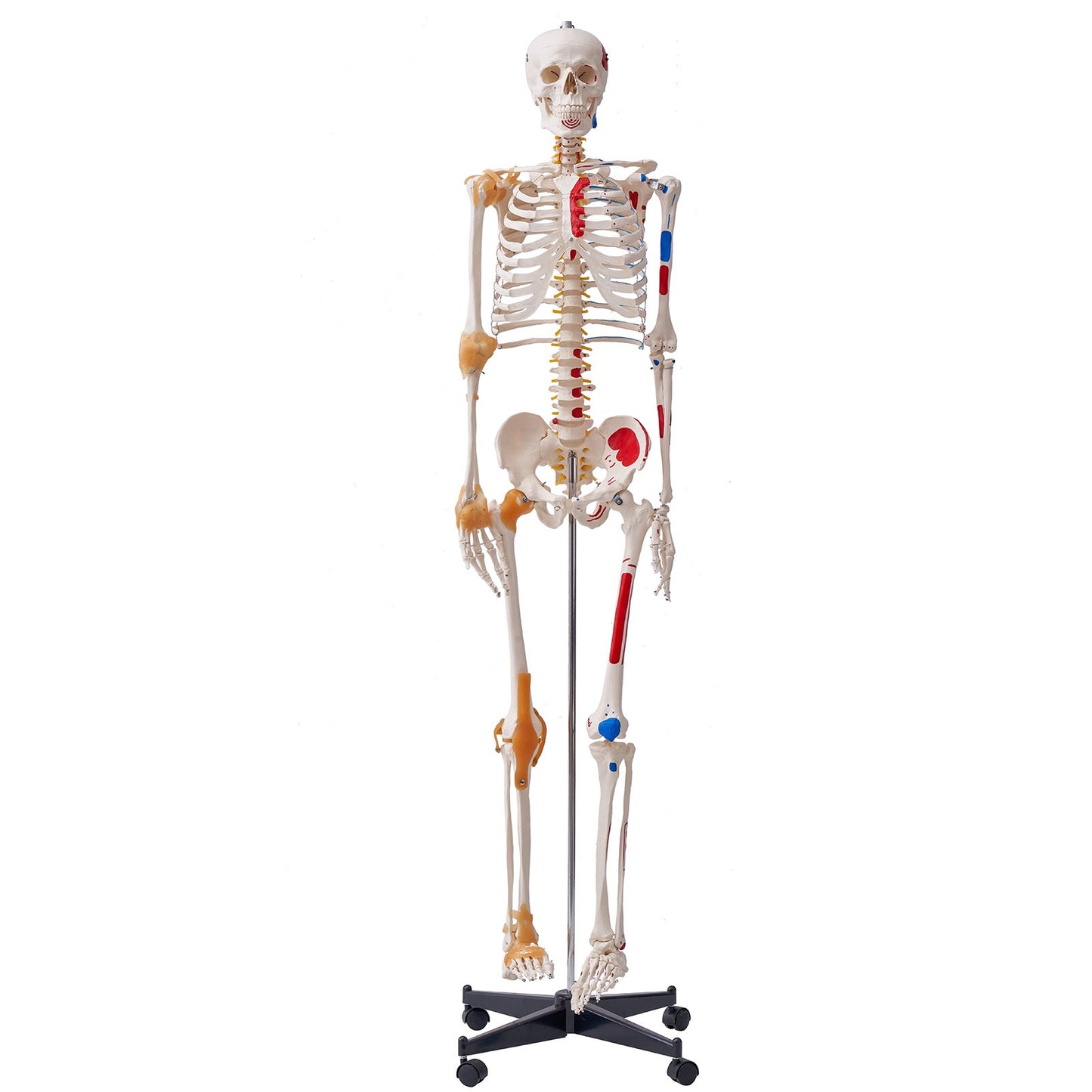 Mänskligt skelettmodell för anatomi, 71,65" naturlig storlek, exakt PVC-anatomisk skelettmodell med ligament, rörliga armar, ben och käke, med muskelursprung och insättningspunkter, för professionell undervisning