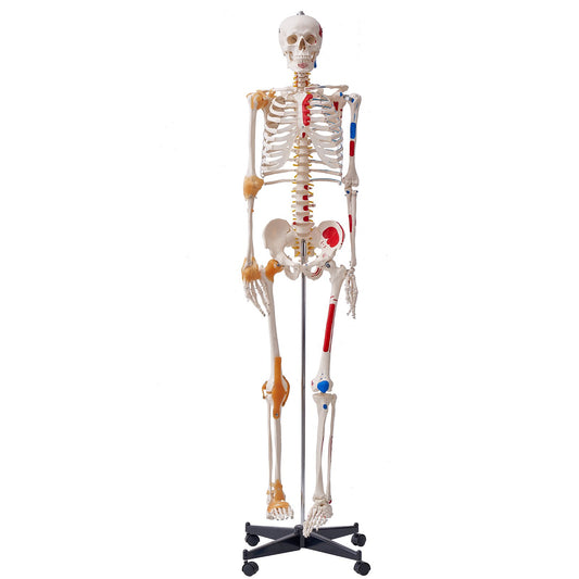 Mänskligt skelettmodell för anatomi, 71,65" naturlig storlek, exakt PVC-anatomisk skelettmodell med ligament, rörliga armar, ben och käke, med muskelursprung och insättningspunkter, för professionell undervisning