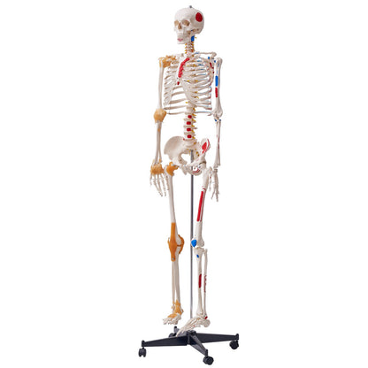 Mänskligt skelettmodell för anatomi, 71,65" naturlig storlek, exakt PVC-anatomisk skelettmodell med ligament, rörliga armar, ben och käke, med muskelursprung och insättningspunkter, för professionell undervisning