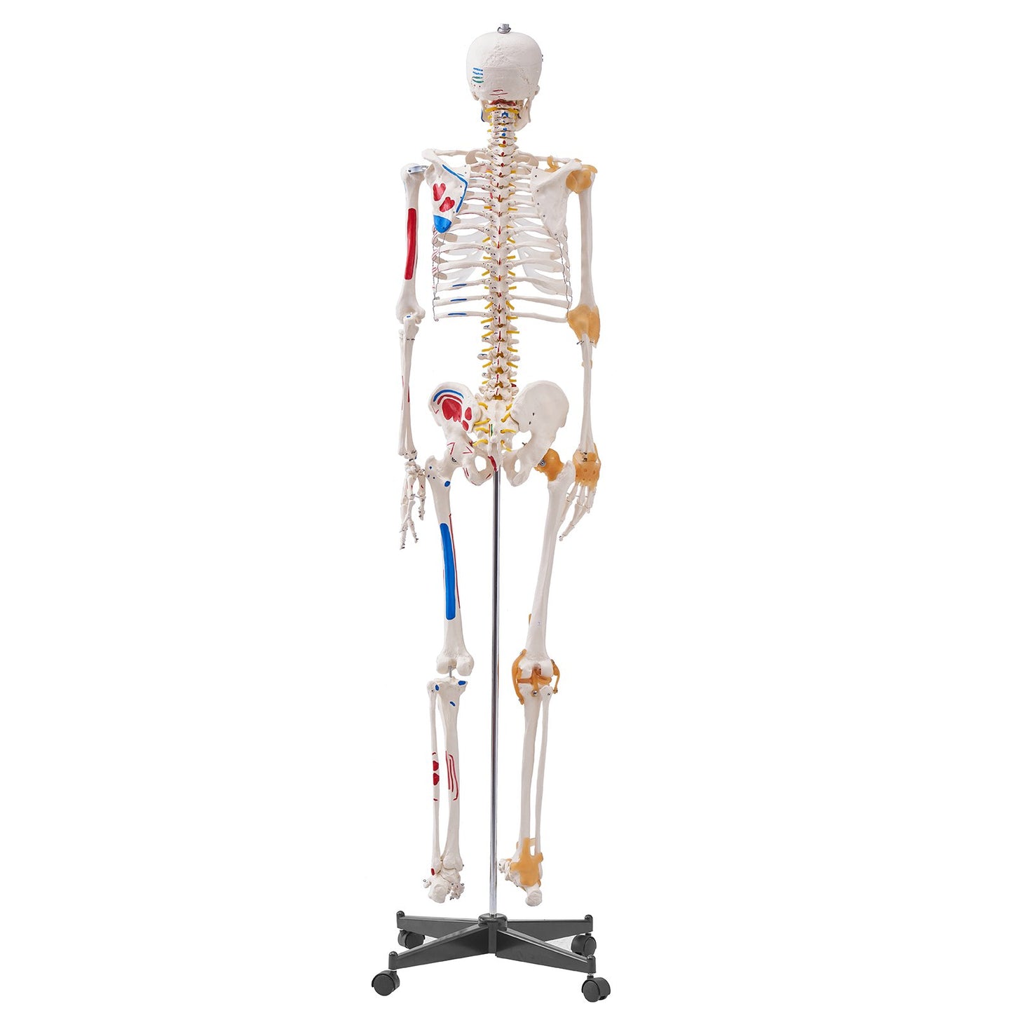 Mänskligt skelettmodell för anatomi, 71,65" naturlig storlek, exakt PVC-anatomisk skelettmodell med ligament, rörliga armar, ben och käke, med muskelursprung och insättningspunkter, för professionell undervisning