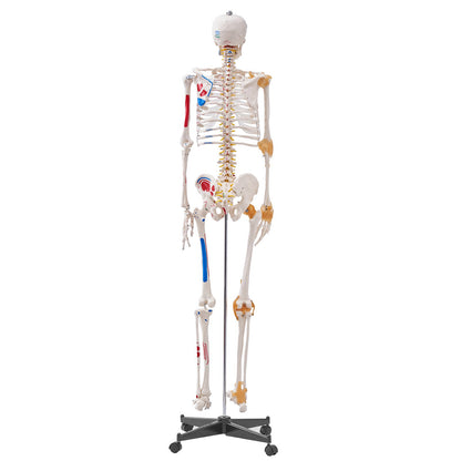 Mänskligt skelettmodell för anatomi, 71,65" naturlig storlek, exakt PVC-anatomisk skelettmodell med ligament, rörliga armar, ben och käke, med muskelursprung och insättningspunkter, för professionell undervisning