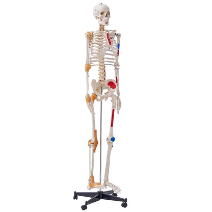 Mänskligt skelettmodell för anatomi, 71,65" naturlig storlek, exakt PVC-anatomisk skelettmodell med ligament, rörliga armar, ben och käke, med muskelursprung och insättningspunkter, för professionell undervisning