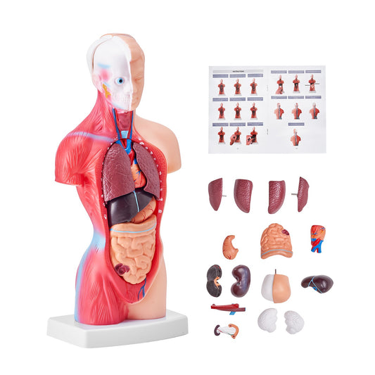 Människokroppsmodell, 15 delar 11 tum, anatomimodell för mänsklig torso Anatomisk skelettmodell med avtagbara organ, pedagogiskt läroverktyg för studenter Naturvetenskap Lärande Skola Utbildningsskärm