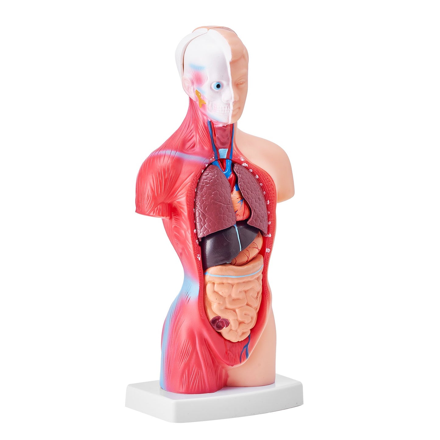Människokroppsmodell, 15 delar 11 tum, anatomimodell för mänsklig torso Anatomisk skelettmodell med avtagbara organ, pedagogiskt läroverktyg för studenter Naturvetenskap Lärande Skola Utbildningsskärm