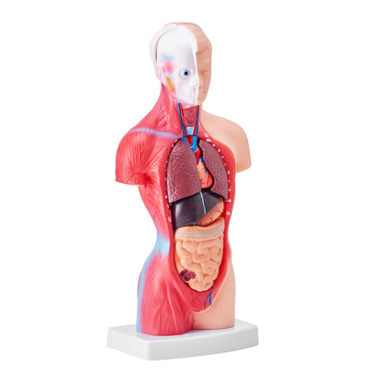 Människokroppsmodell, 15 delar 11 tum, anatomimodell för mänsklig torso Anatomisk skelettmodell med avtagbara organ, pedagogiskt läroverktyg för studenter Naturvetenskap Lärande Skola Utbildningsskärm