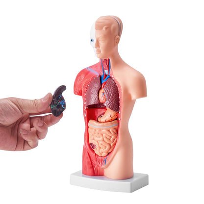 Människokroppsmodell, 15 delar 11 tum, anatomimodell för mänsklig torso Anatomisk skelettmodell med avtagbara organ, pedagogiskt läroverktyg för studenter Naturvetenskap Lärande Skola Utbildningsskärm