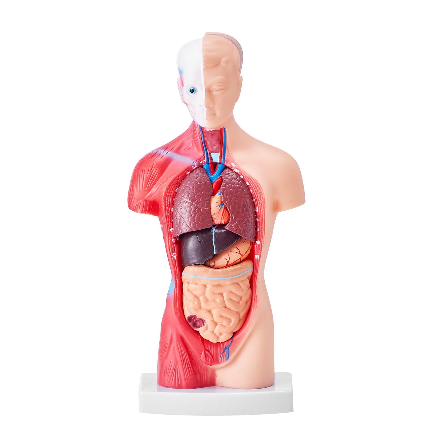 Människokroppsmodell, 15 delar 11 tum, anatomimodell för mänsklig torso Anatomisk skelettmodell med avtagbara organ, pedagogiskt läroverktyg för studenter Naturvetenskap Lärande Skola Utbildningsskärm