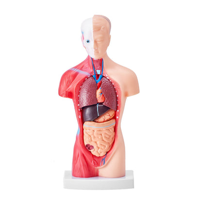 Människokroppsmodell, 15 delar 11 tum, anatomimodell för mänsklig torso Anatomisk skelettmodell med avtagbara organ, pedagogiskt läroverktyg för studenter Naturvetenskap Lärande Skola Utbildningsskärm