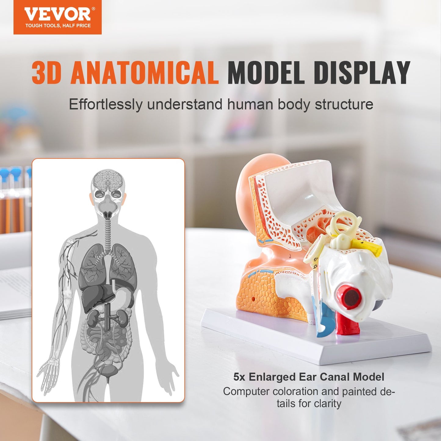 Anatomimodell för mänskligt öra, 3 delar 5 gånger förstorad modell för mänskligt öra som visar yttre, mellan-, inre örat med bas, professionell PVC-anatomisk öronmodell för utbildning Fysiologistudier Undervisning