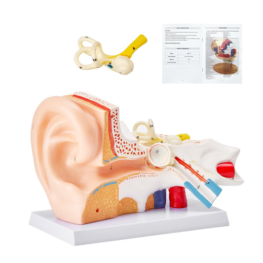 Anatomimodell för mänskligt öra, 3 delar 5 gånger förstorad modell för mänskligt öra som visar yttre, mellan-, inre örat med bas, professionell PVC-anatomisk öronmodell för utbildning Fysiologistudier Undervisning