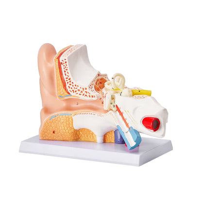 Anatomimodell för mänskligt öra, 3 delar 5 gånger förstorad modell för mänskligt öra som visar yttre, mellan-, inre örat med bas, professionell PVC-anatomisk öronmodell för utbildning Fysiologistudier Undervisning