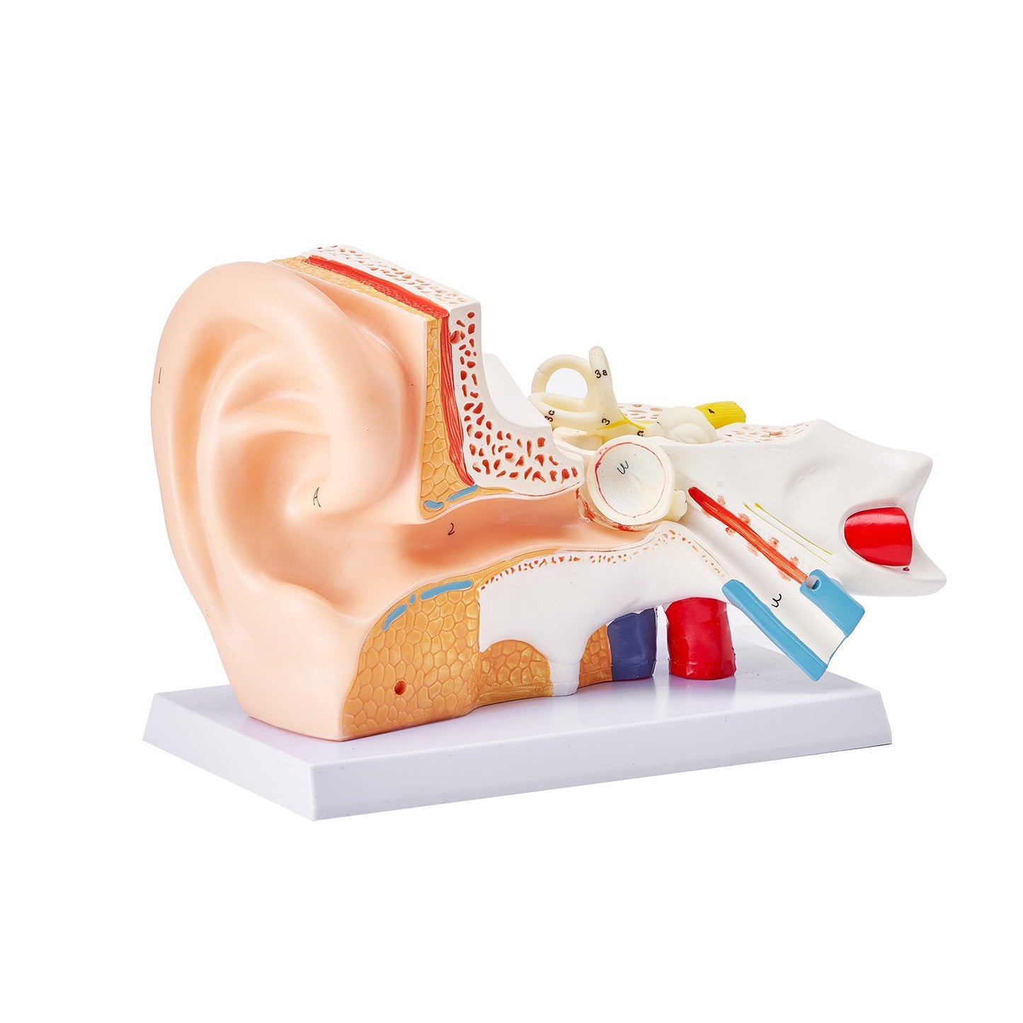 Anatomimodell för mänskligt öra, 3 delar 5 gånger förstorad modell för mänskligt öra som visar yttre, mellan-, inre örat med bas, professionell PVC-anatomisk öronmodell för utbildning Fysiologistudier Undervisning