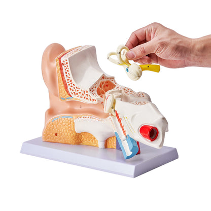 Anatomimodell för mänskligt öra, 3 delar 5 gånger förstorad modell för mänskligt öra som visar yttre, mellan-, inre örat med bas, professionell PVC-anatomisk öronmodell för utbildning Fysiologistudier Undervisning