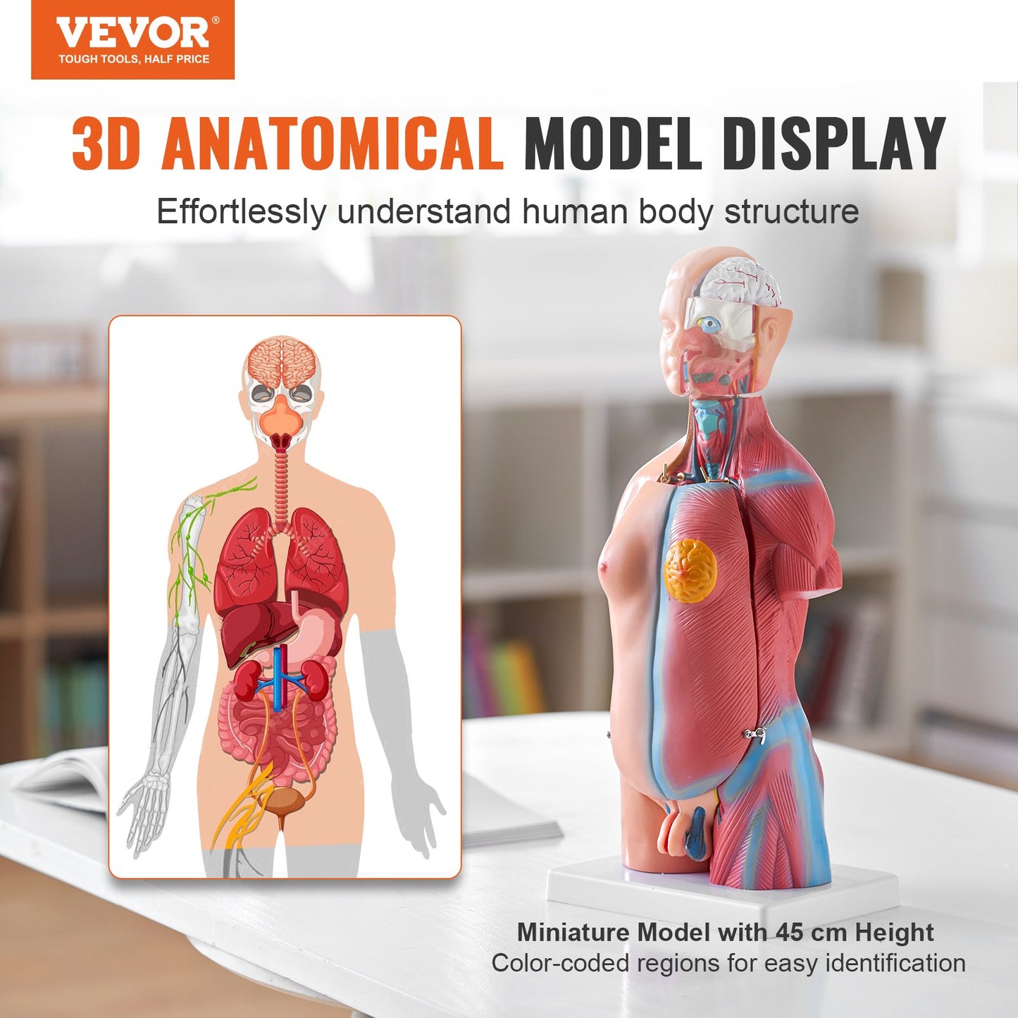 Menschliches Körpermodell, 23 Teile 18 Zoll, Anatomiemodell des menschlichen Torsos, Unisex-Anatomisches Skelettmodell mit abnehmbaren Organen, pädagogische Lehrhilfe für Schüler, naturwissenschaftliches Lernen, Bildungsanzeige