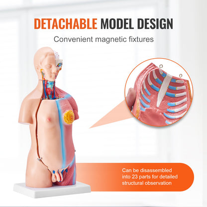 Menschliches Körpermodell, 23 Teile 18 Zoll, Anatomiemodell des menschlichen Torsos, Unisex-Anatomisches Skelettmodell mit abnehmbaren Organen, pädagogische Lehrhilfe für Schüler, naturwissenschaftliches Lernen, Bildungsanzeige