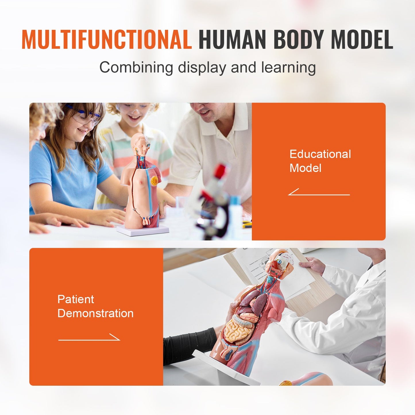 Menschliches Körpermodell, 23 Teile 18 Zoll, Anatomiemodell des menschlichen Torsos, Unisex-Anatomisches Skelettmodell mit abnehmbaren Organen, pädagogische Lehrhilfe für Schüler, naturwissenschaftliches Lernen, Bildungsanzeige