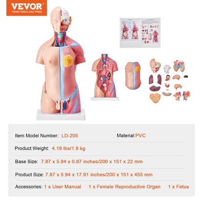 Menschliches Körpermodell, 23 Teile 18 Zoll, Anatomiemodell des menschlichen Torsos, Unisex-Anatomisches Skelettmodell mit abnehmbaren Organen, pädagogische Lehrhilfe für Schüler, naturwissenschaftliches Lernen, Bildungsanzeige
