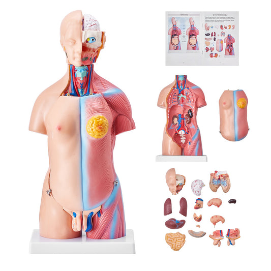 Människokroppsmodell, 23 delar 18 tum, anatomimodell för mänsklig torso Unisex anatomisk skelettmodell med avtagbara organ, pedagogiskt läromedel för studenter Science Learning Education Display