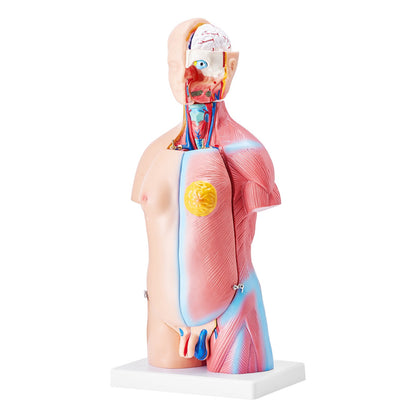 Menschliches Körpermodell, 23 Teile 18 Zoll, Anatomiemodell des menschlichen Torsos, Unisex-Anatomisches Skelettmodell mit abnehmbaren Organen, pädagogische Lehrhilfe für Schüler, naturwissenschaftliches Lernen, Bildungsanzeige