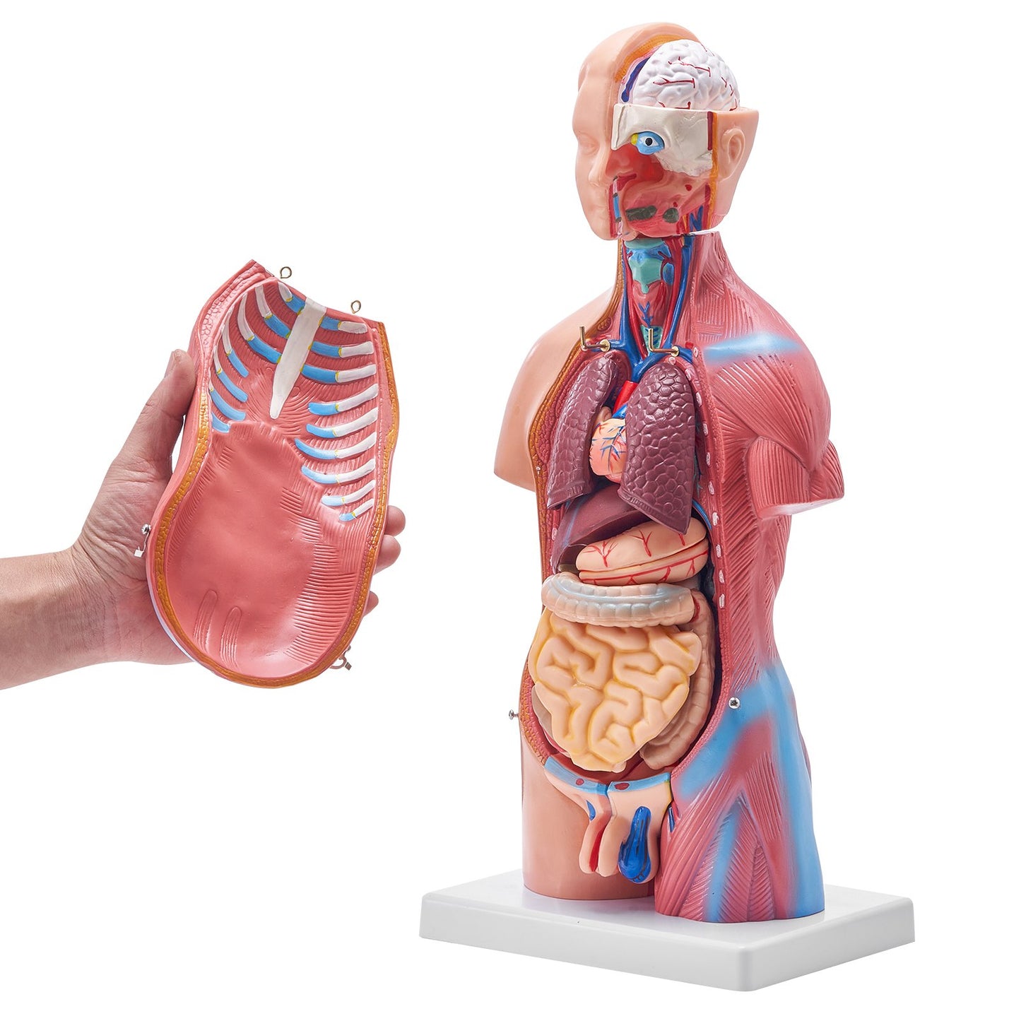 Menschliches Körpermodell, 23 Teile 18 Zoll, Anatomiemodell des menschlichen Torsos, Unisex-Anatomisches Skelettmodell mit abnehmbaren Organen, pädagogische Lehrhilfe für Schüler, naturwissenschaftliches Lernen, Bildungsanzeige