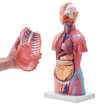 Menschliches Körpermodell, 23 Teile 18 Zoll, Anatomiemodell des menschlichen Torsos, Unisex-Anatomisches Skelettmodell mit abnehmbaren Organen, pädagogische Lehrhilfe für Schüler, naturwissenschaftliches Lernen, Bildungsanzeige