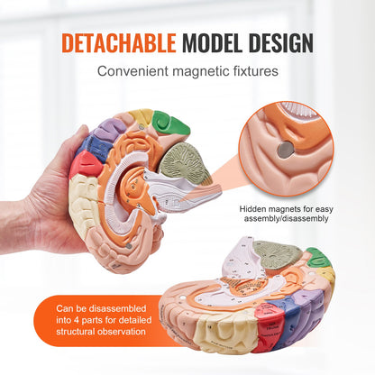 Human Brain Model Anatomy, 2X naturlig storlek 4-delad Human Brain Anatomical Model med etiketter och displaybas, färgkodad löstagbar hjärnmodell för naturvetenskaplig forskning Undervisning Lärande Study Display