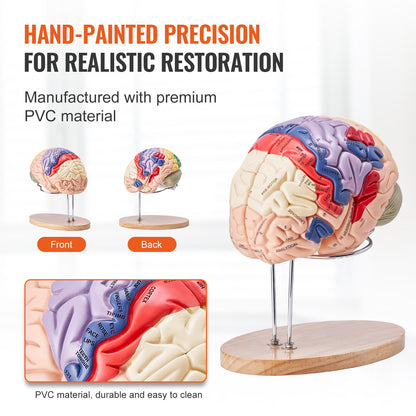 Human Brain Model Anatomy, 2X naturlig storlek 4-delad Human Brain Anatomical Model med etiketter och displaybas, färgkodad löstagbar hjärnmodell för naturvetenskaplig forskning Undervisning Lärande Study Display