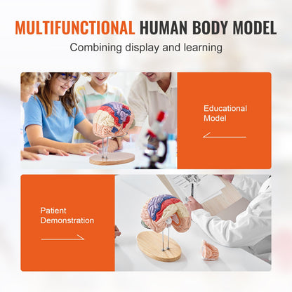 Human Brain Model Anatomy, 2X naturlig storlek 4-delad Human Brain Anatomical Model med etiketter och displaybas, färgkodad löstagbar hjärnmodell för naturvetenskaplig forskning Undervisning Lärande Study Display