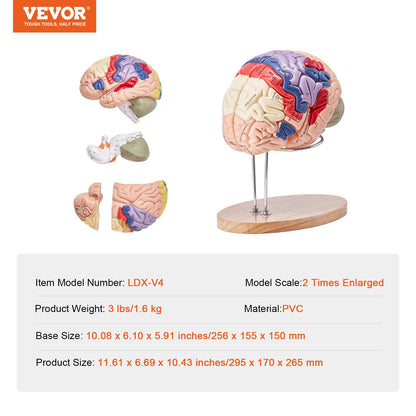 Human Brain Model Anatomy, 2X naturlig storlek 4-delad Human Brain Anatomical Model med etiketter och displaybas, färgkodad löstagbar hjärnmodell för naturvetenskaplig forskning Undervisning Lärande Study Display