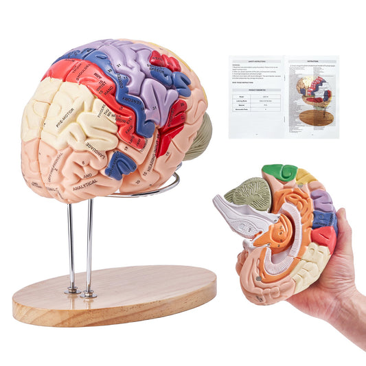 Human Brain Model Anatomy, 2X naturlig storlek 4-delad Human Brain Anatomical Model med etiketter och displaybas, färgkodad löstagbar hjärnmodell för naturvetenskaplig forskning Undervisning Lärande Study Display