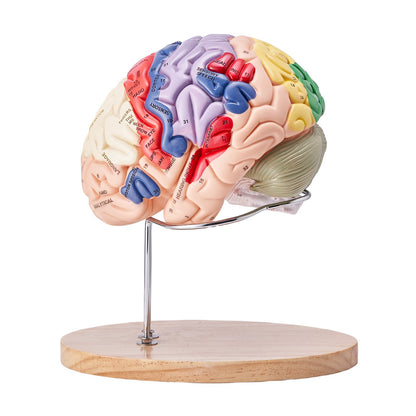 Human Brain Model Anatomy, 2X naturlig storlek 4-delad Human Brain Anatomical Model med etiketter och displaybas, färgkodad löstagbar hjärnmodell för naturvetenskaplig forskning Undervisning Lärande Study Display