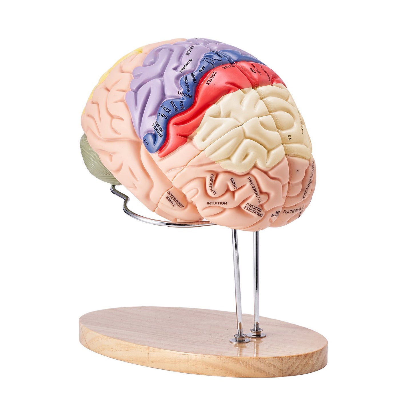 Human Brain Model Anatomy, 2X naturlig storlek 4-delad Human Brain Anatomical Model med etiketter och displaybas, färgkodad löstagbar hjärnmodell för naturvetenskaplig forskning Undervisning Lärande Study Display