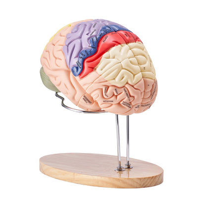 Human Brain Model Anatomy, 2X naturlig storlek 4-delad Human Brain Anatomical Model med etiketter och displaybas, färgkodad löstagbar hjärnmodell för naturvetenskaplig forskning Undervisning Lärande Study Display